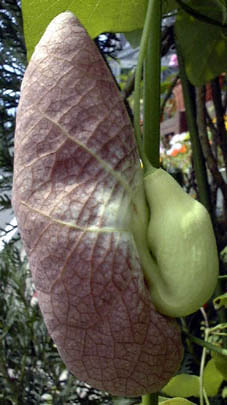 AXg[LAEMJeBA(Aristolochia gigantea)