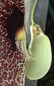 AXg[LAEMJeBA(Aristolochia gigantea)