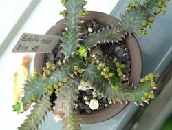 (Euphorbia stellata)