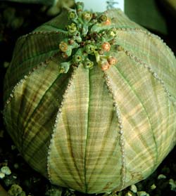 IxT(Euphorbia obesa)