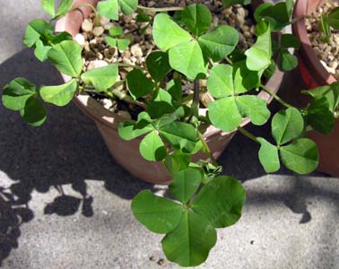 VcNTEtn(Trifolium repens cv. multifoliolum)