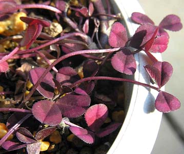 AJocNT(Trifolium repens f. roseum)