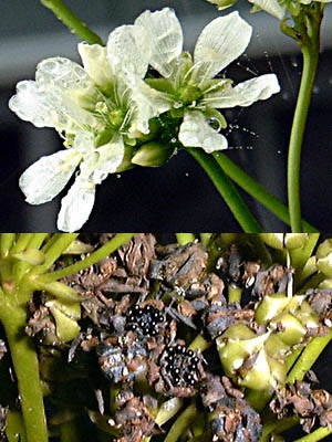 nGWSN(nGg\E)Dionaea muscipulafBIlAEXLv