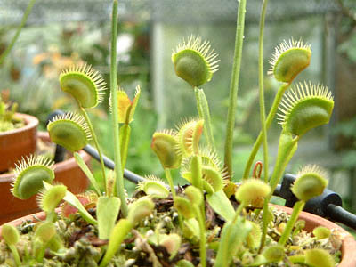 nGWSN(nGg\E)Dionaea muscipulafBIlAEXLv