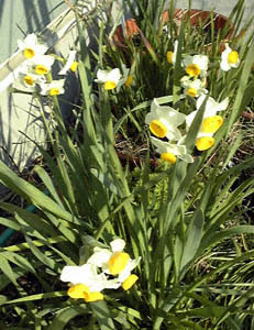 XCZ(Narcissus cvs.)