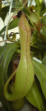 qE^Ec{JY(A^)Nepenthes alata