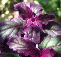 cr[hTV`(Gynura aurantiaca cv.'Purple Passion')